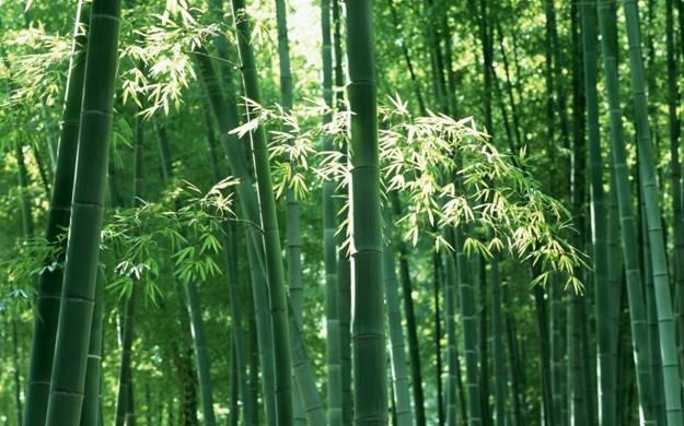 14 vật liệu thân thiện với môi trường hoàn hảo